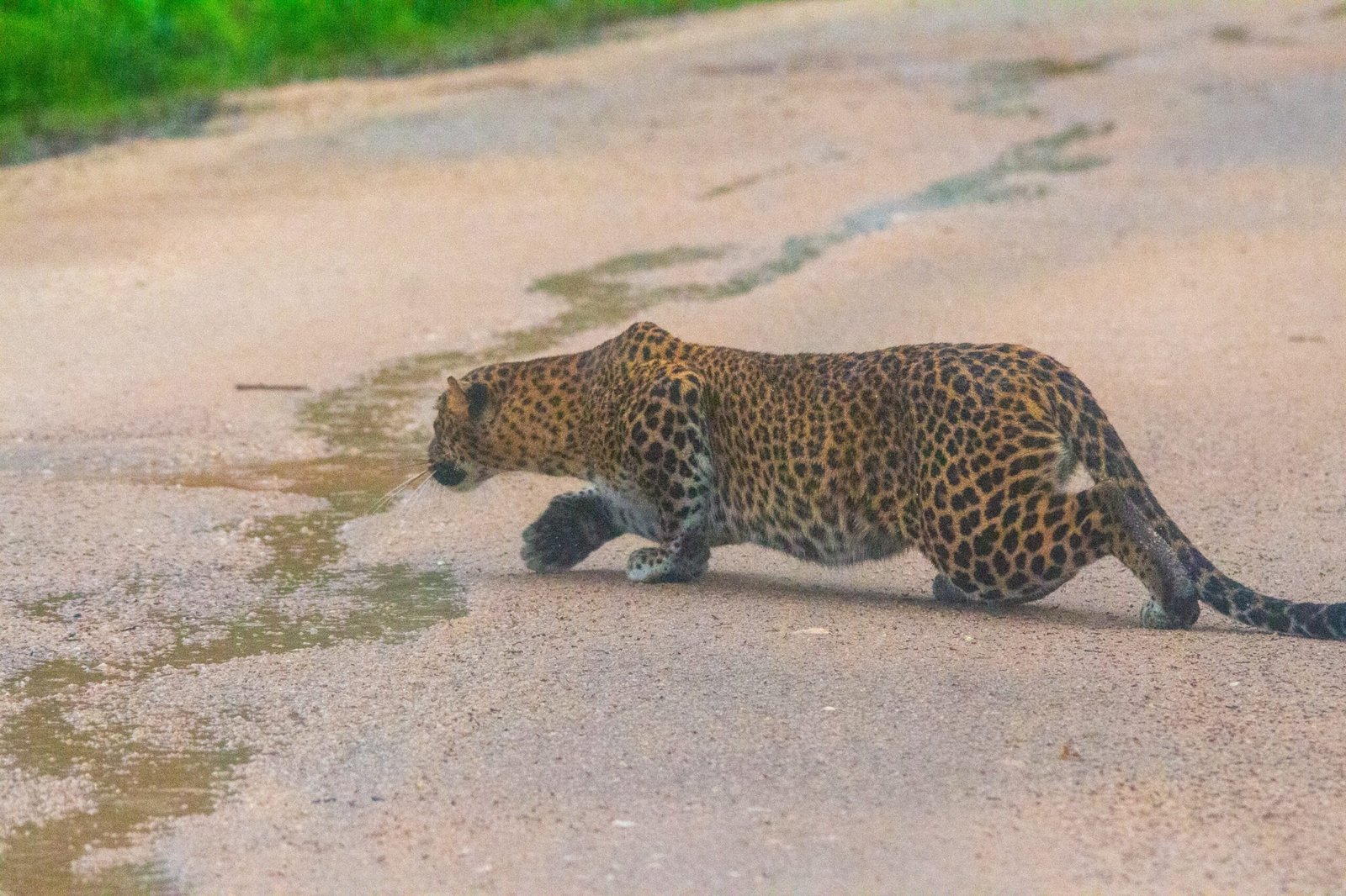 yala-safari-from-ella-mirissa
